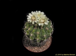 Gymnocalycium mostii v. kurtzianum 364